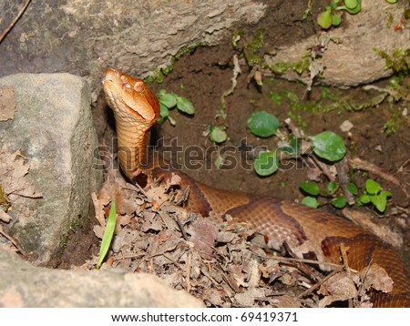 Copperhead (Agkistrodon Contortrix) Snake At Monte Sano State Park In ...