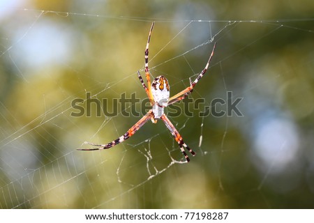 Silver-backed argiope (Argiope florida) hangs on a web in central Florida