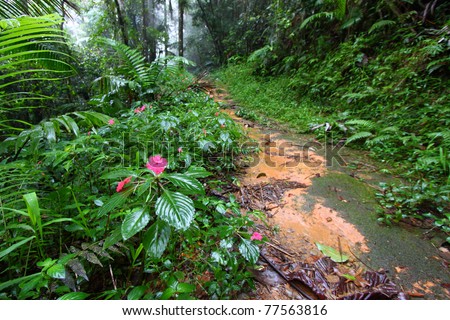 Path through the foggy Toro Negro Rainforest of Puerto Rico