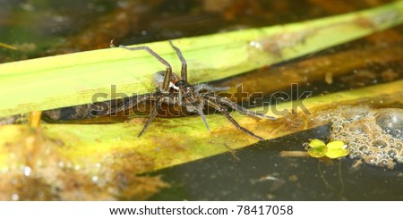 Six-spotted Fishing Spider (Dolomedes triton) in an Illinois wetland