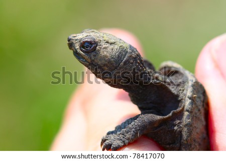 Hatchling Snapping Turtle (Chelydra serpentina) found in northern Illinois