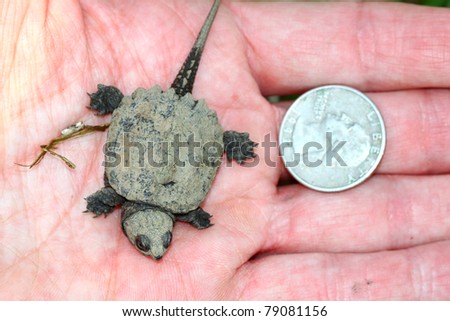 Hatchling Snapping Turtle (Chelydra serpentina) the size of a quarter