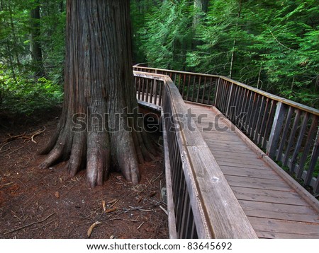 Boardwalk passing by ancient trees on the Trail of the Cedars in Glacier National Park - Montana