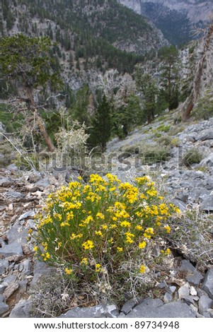Lone stand of flowers amidst the rocky landscape of Nevada from Mount Charleston