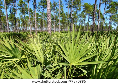 Saw Palmetto grows thick in the pine flatwoods of central Florida on a sunny day