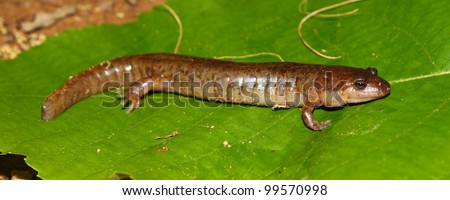 Dusky Salamander (Desmognathus conanti) in southern USA