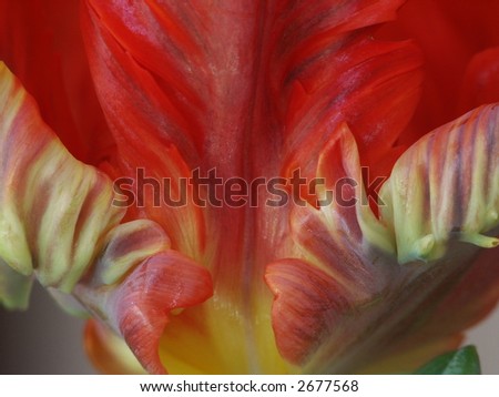 Detail of a parrot tulip, a special breeding of a tulip