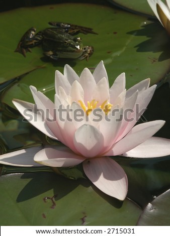 Pink water lily blossom and frog on a water lily leaf. Focus on Water lily blossom