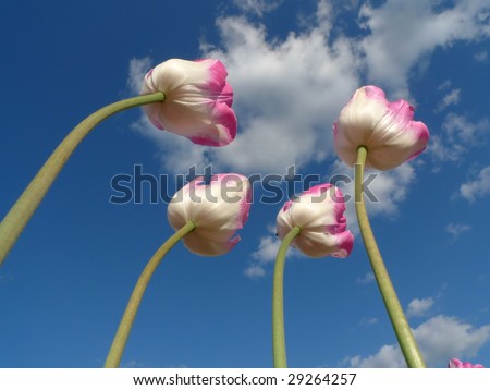 Tulips seen from an unusual perspective
