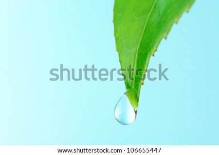 Macro shot of water drop and camellia leaf.Adjusting the focus of water drop.