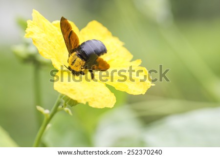 A carpenter bee on yellow flower