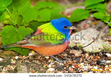 Painted Bunting - Male.  Southern Texas.