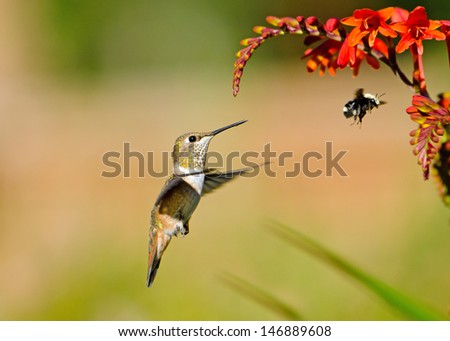 Rufous Hummingbird and Bumblebee eying on Crocosmia Flowers.  Wings with Motion Blur.