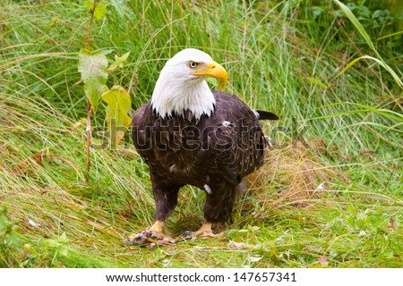 Bald Eagle standing, Alaska, USA