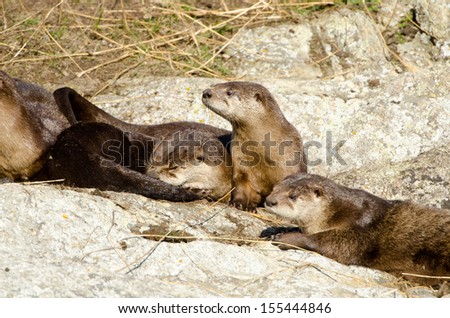 River Otter Family, Victoria, Canada