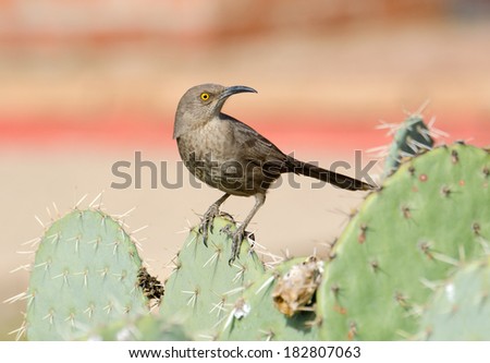 Curve-billed thrasher standing on Cactus,  Arizona, USA
