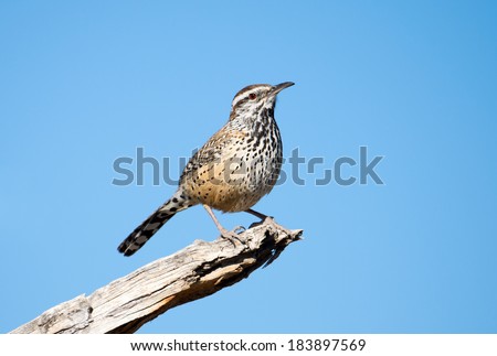 Cactus Wren standing with blue sky background