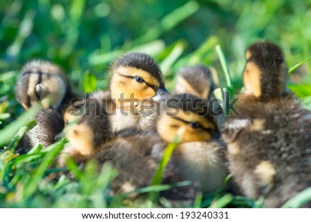 Eye on You. Group of Mallard Ducklings