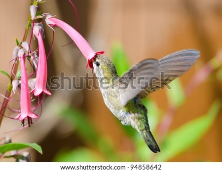 Annas Hummingbird Feeding  on Cape Fuchsia Flower