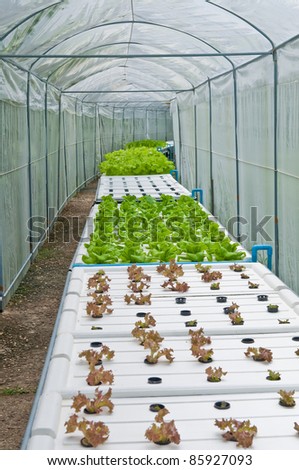 Plant nursery for growing plants without soil.