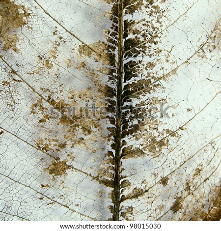 Skeleton leaf background