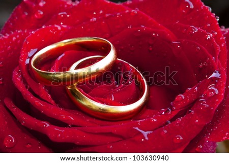 Wedding rings with a background rose/Wedding rings