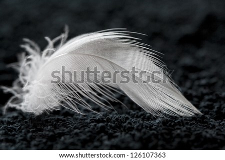 White feather on black background / White Feather
