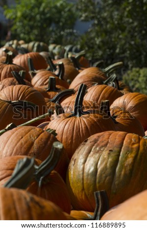 Pumpkins at and Outdoor Produce Stand/Pumpkins at and Outdoor Produce Stand,Pumpkins at and Outdoor Produce Stand