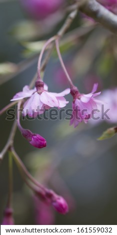 Pink Japanese Weeping Cherry Blossoms/Pink Japanese Weeping Cherry Blossoms/Pink Japanese Weeping Cherry Blossoms