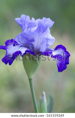 Purple and Blue Tall Bearded Iris Flower/Purple and Blue Tall Bearded Iris Flower/Purple and Blue Tall Bearded Iris Flower