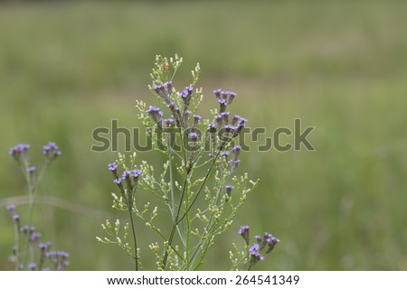 Lavender Verbena Wildflower Background / Lavender Verbena Wildflower Background / Lavender Verbena Wildflower Background /
