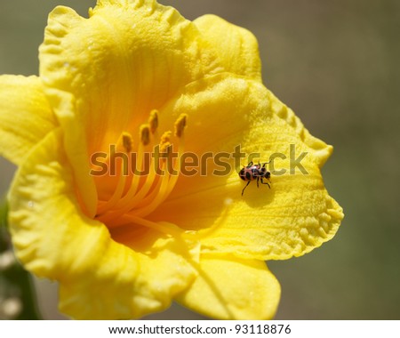 Golden Yellow Day Lily Hemerocallis and Lady Bug/Golden Yellow Day Lily Hemerocallis and Lady Bug/Golden Yellow Day Lily Hemerocallis and Lady Bug