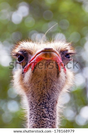 Ostrich head with big open eyes, close up, bokeh background