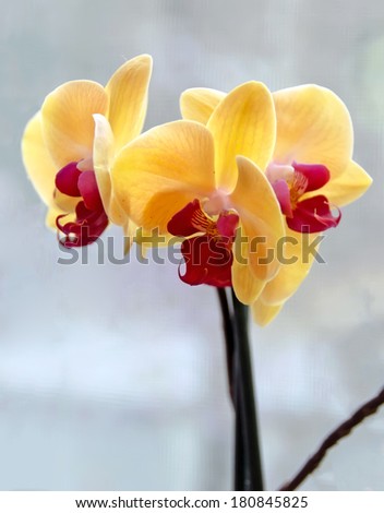 Yellow orchid, Phalaenopsis known as the Moth Orchid, abbreviated Phal.