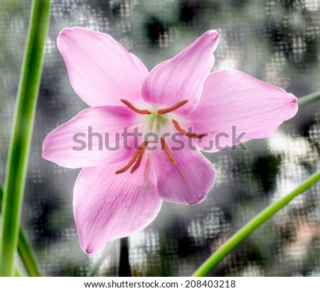 Pink-purple Zephyranthes flower, close up. Common names for species in this genus include fairy lily, rainflower, zephyr lily, magic lily, Atamasco lily, and rain lily.