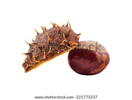 Brown chestnut fruit with spike cover, close up