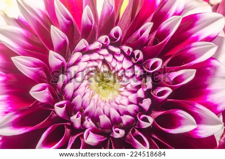 Detail of purple dahlia flower, close up, texture