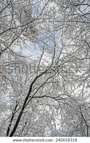 Winter trees, branches covered with white snow and ice.