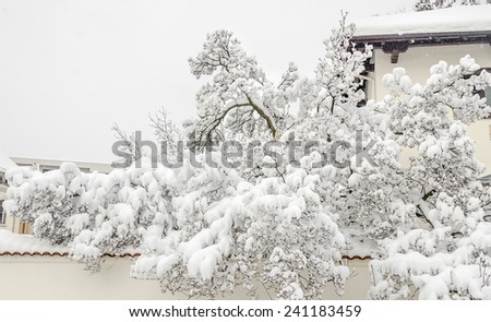 Tree in winter time, branches covered with white snow and ice.