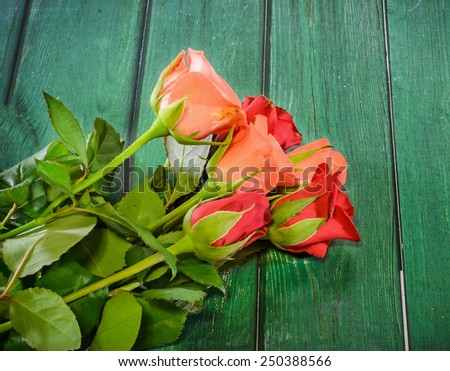 Red and orange roses flowers on green wood background, close up.