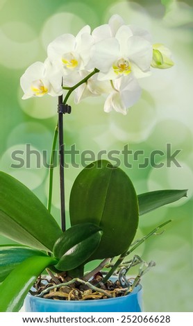 White orchid branch flowers, Orchidaceae, Phalaenopsis known as the Moth Orchid, abbreviated Phal. Green light bokeh vegetal background.