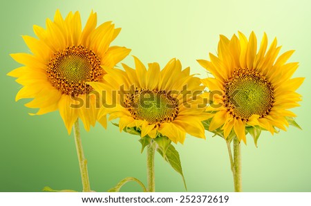 Helianthus or sunflowers, floral arrangement, bouquet, green light background, close up. Family Asteraceae.