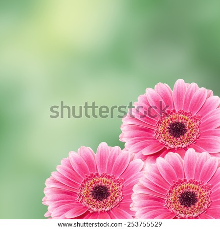 Pink gerbera flowers, close up, green bokeh background. Daisy family.