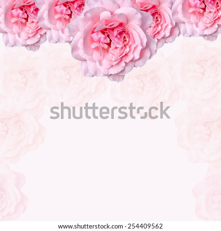 Pink rose flowers with pink texture background, frame, close up.