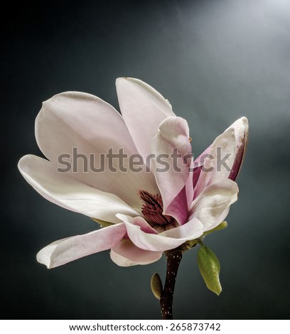 Pink, purple magnolia branch flower, close up, isolated, black gradient background.