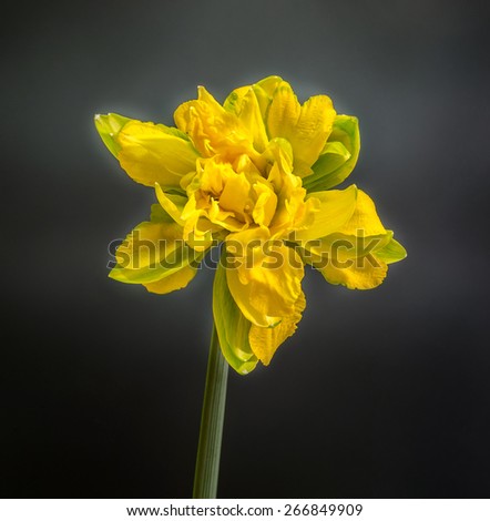 Yellow daffodil (narcissus) flower, close up, dark black gradient background.
