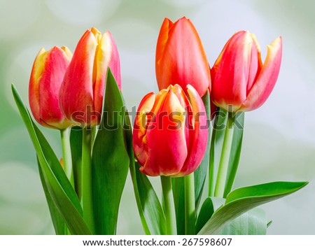 Red tulips flowers, bouquet, floral arrangement, close up, green bokeh background.