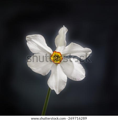 White daffodil (narcissus) flower, close up, black gradient background.