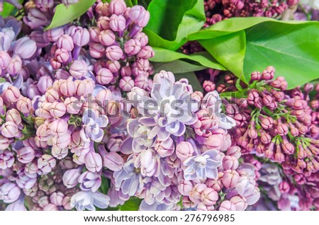 Purple, pink Syringa vulgaris (lilac or common lilac) flowers, close up, floral texture.