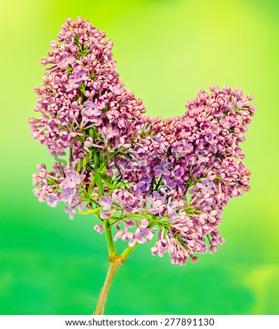 Purple, pink Syringa vulgaris (lilac or common lilac) flowers, close up, green background.